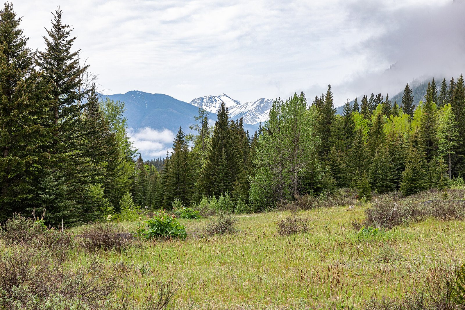 A grizzly bear foraging in a meadow in Banff National Park with mountains behind