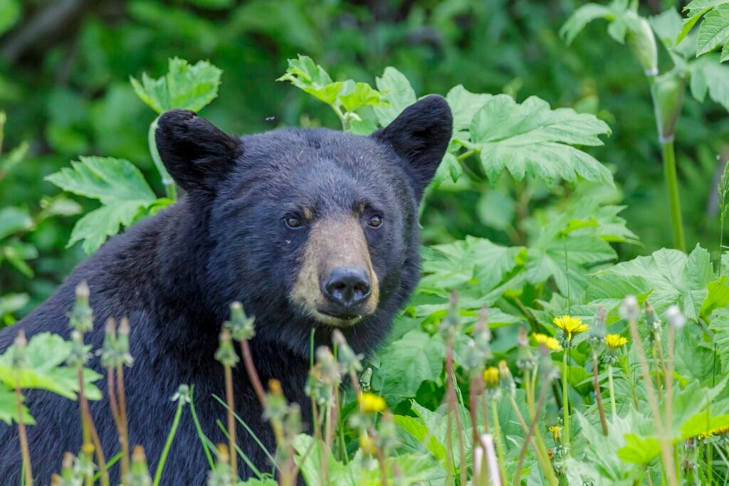 A black bear walking along a roadside verge in Jasper National Park