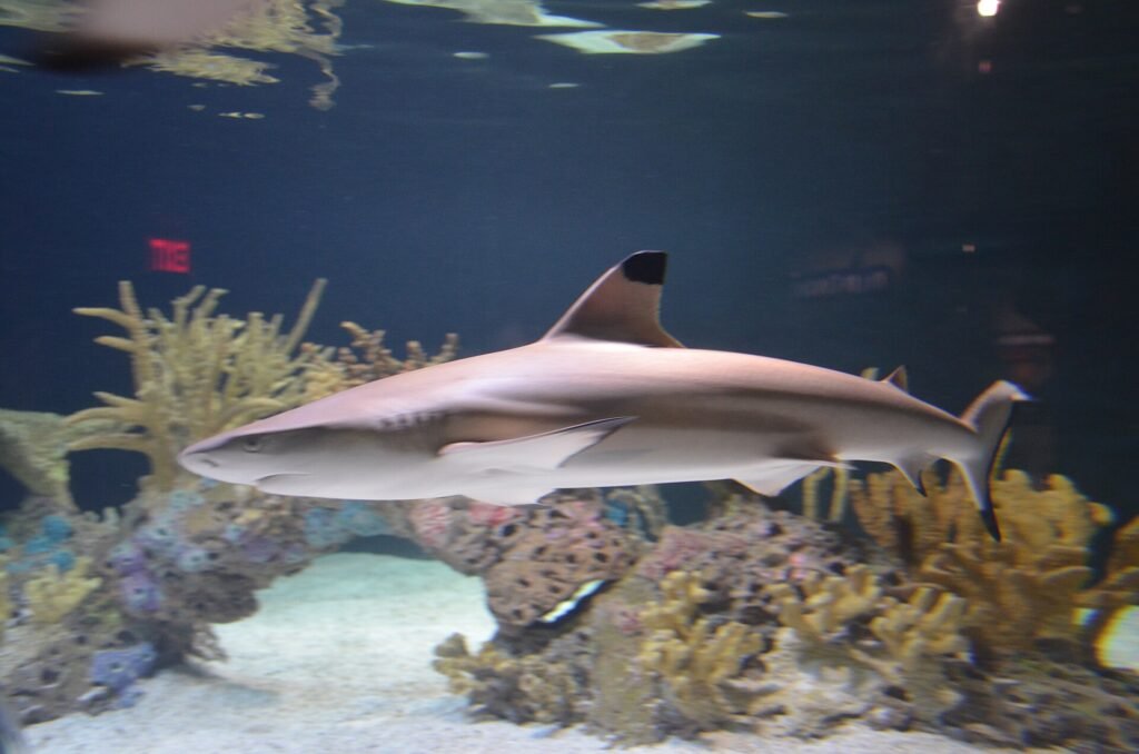 Blacktip reef shark swimming over a shallow sandy lagoon floor