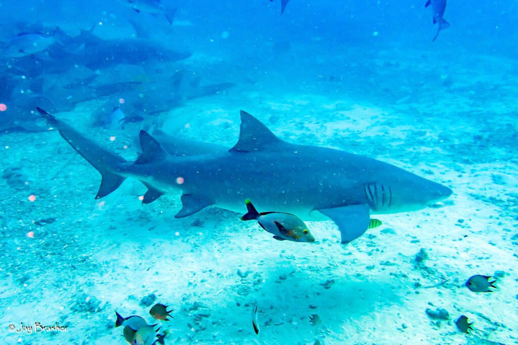 Sicklefin lemon shark cruising over coral near the outer reef