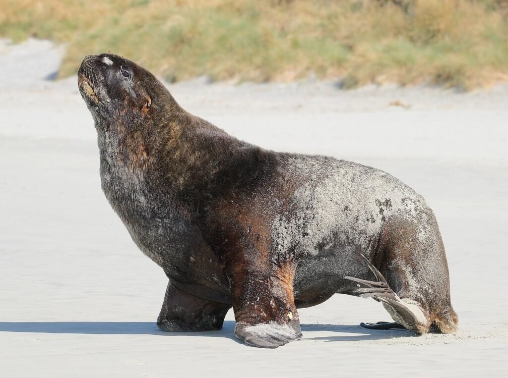 A New Zealand sea lion resting on a sandy beach on the Otago coast