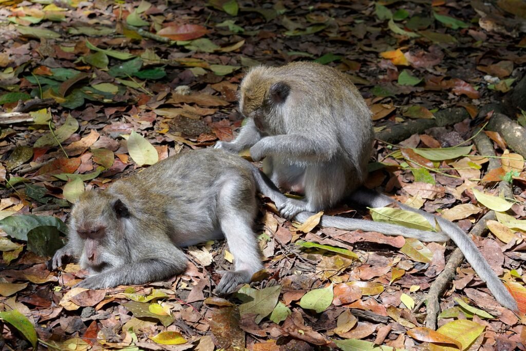 A long-tailed macaque sitting on a railing in a Singapore nature reserve