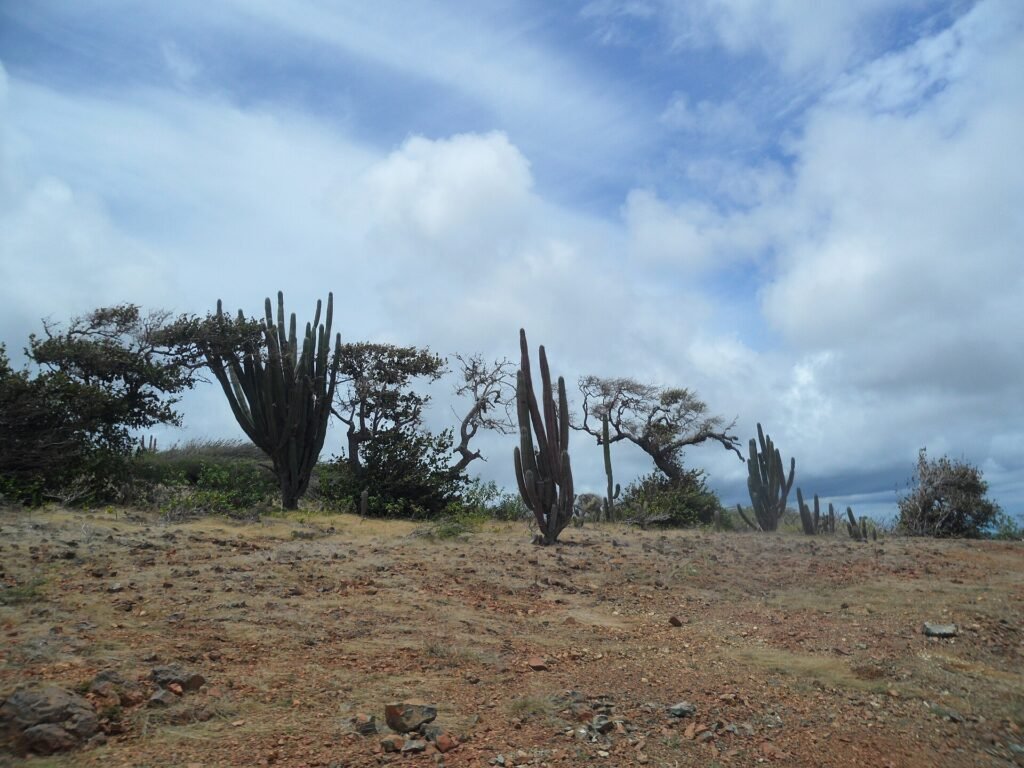 Dry cactus scrub and rocky hills inside Arikok National Park, Aruba