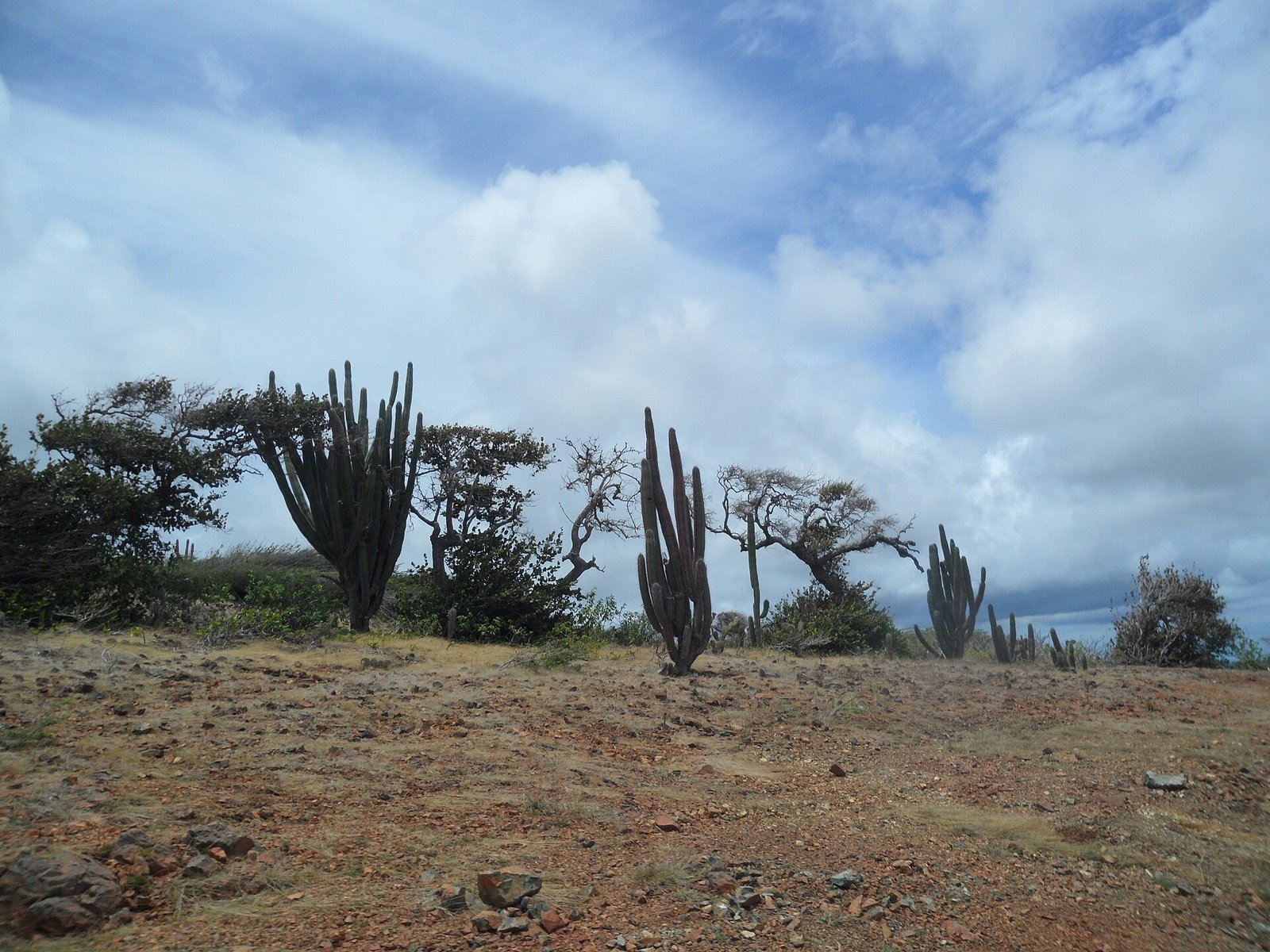 Dry cactus scrub and rocky hills inside Arikok National Park, Aruba