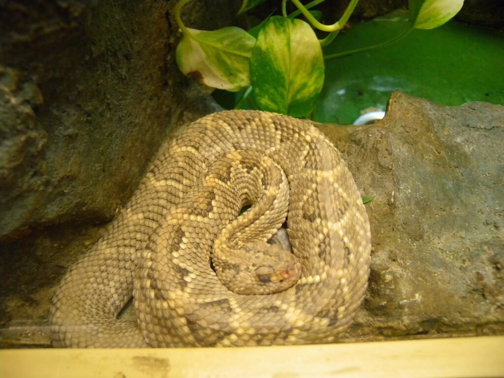 Aruba rattlesnake coiled among pale rocks