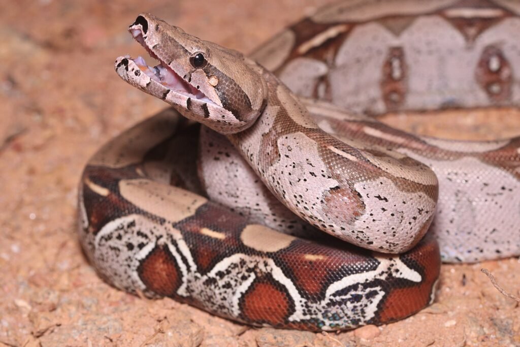 Boa constrictor stretched across dry ground on Aruba