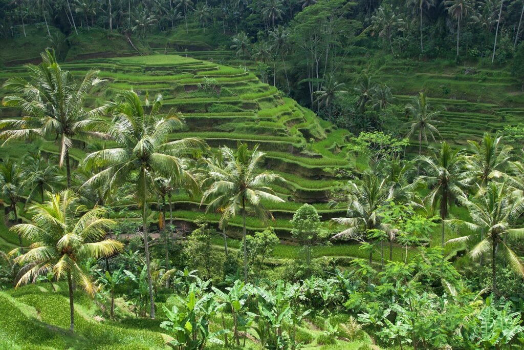 Terraced rice paddies at Tegallalang near Ubud, Bali
