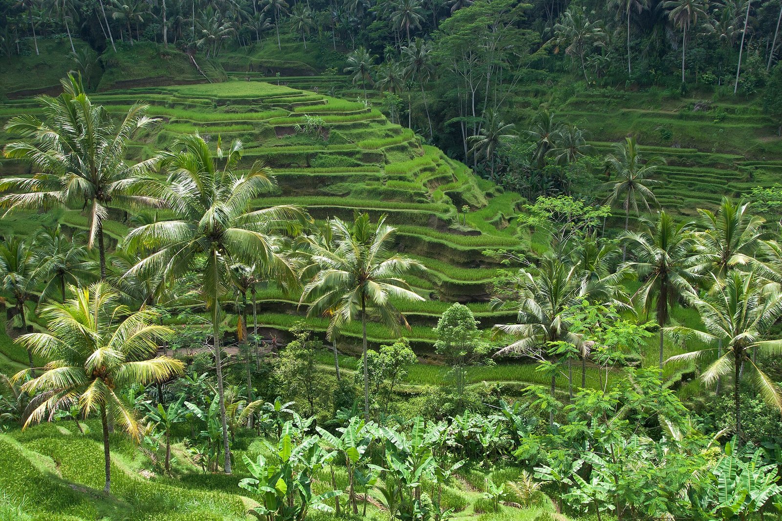 Terraced rice paddies at Tegallalang near Ubud, Bali