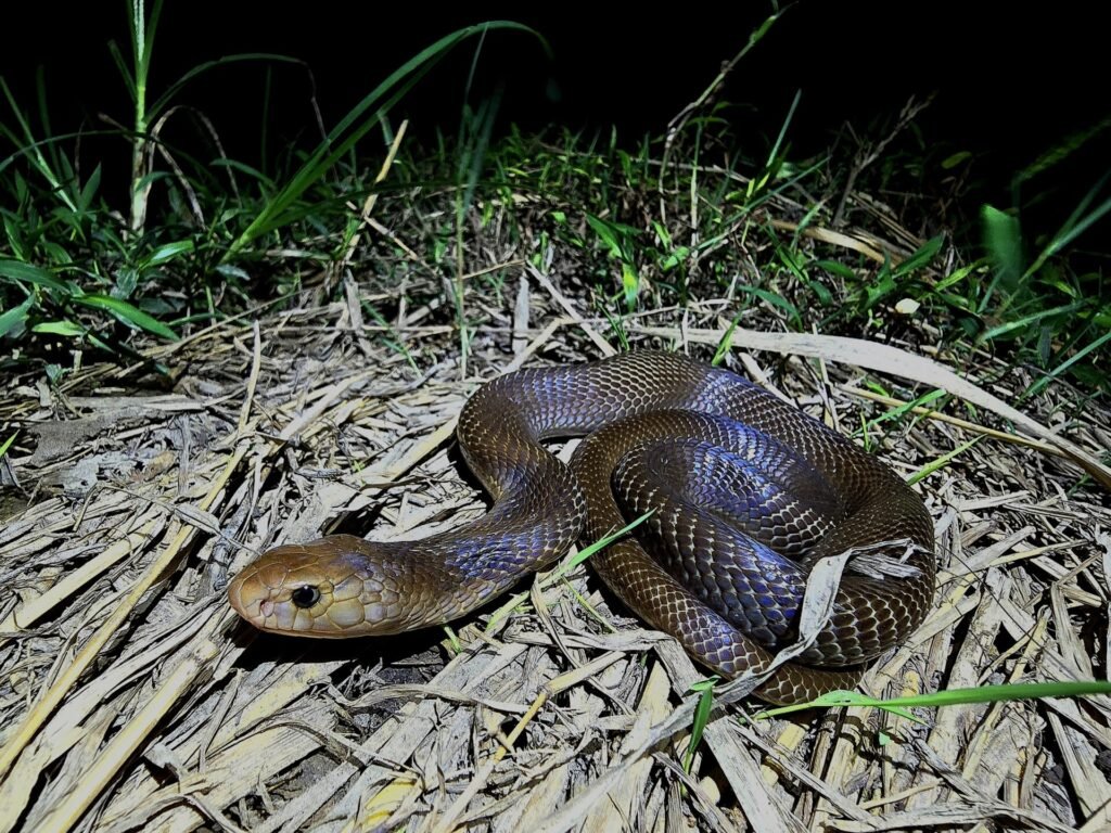 Javan spitting cobra raising its hood on open ground