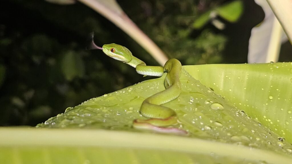 Bright green island pit viper coiled on a branch