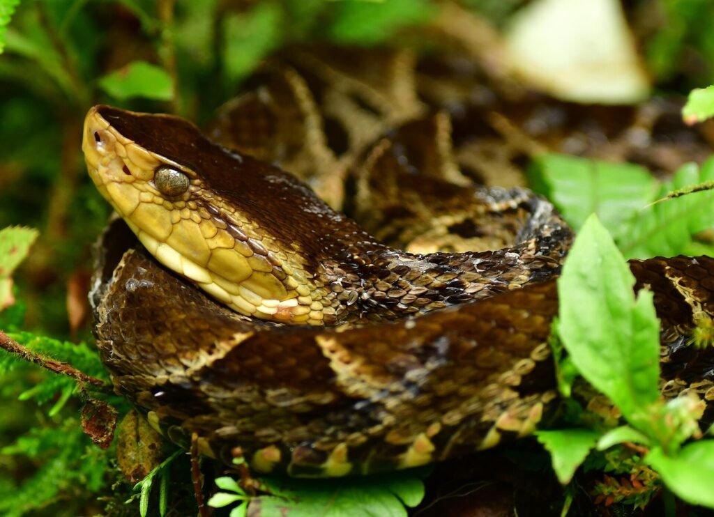 Terciopelo pit viper coiled on leaf litter in a Costa Rican rainforest