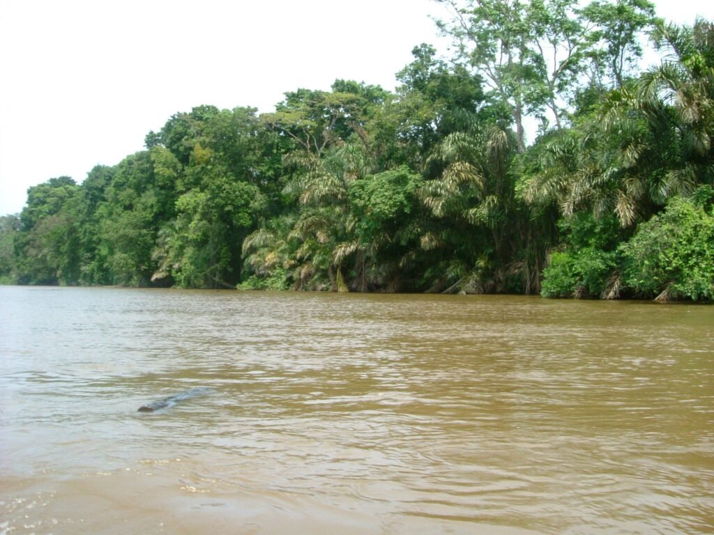 Dense lowland rainforest lining a canal in Tortuguero, Costa Rica