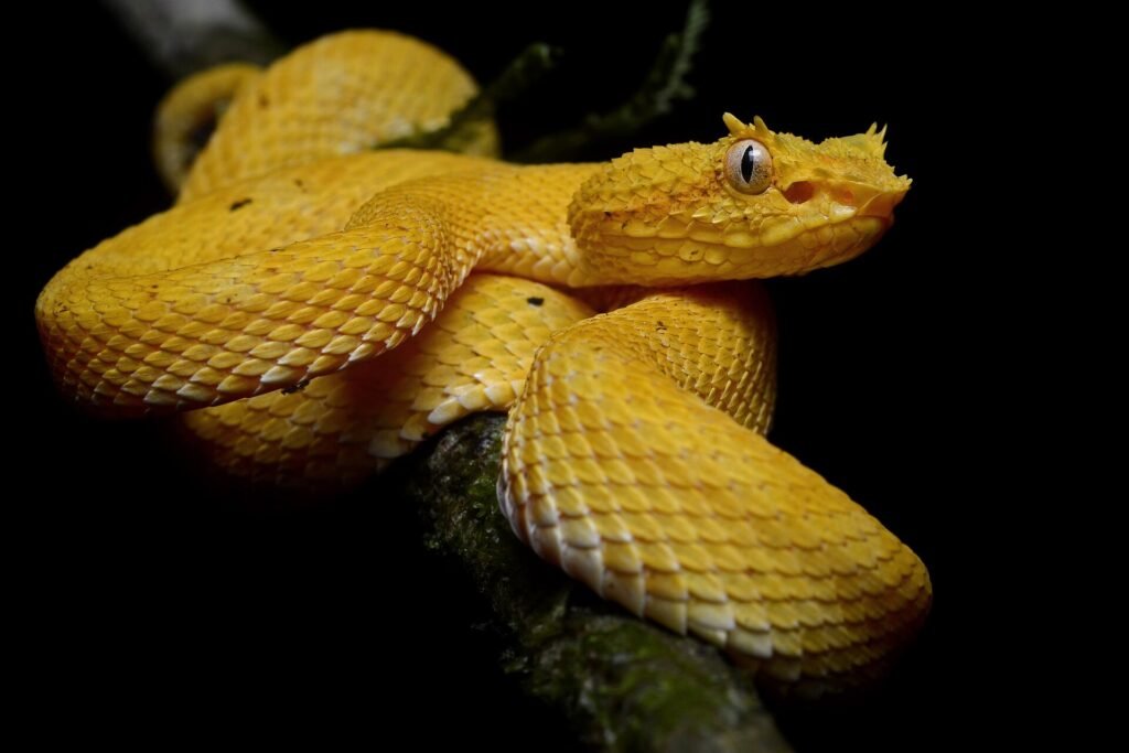 Yellow eyelash viper resting on a branch