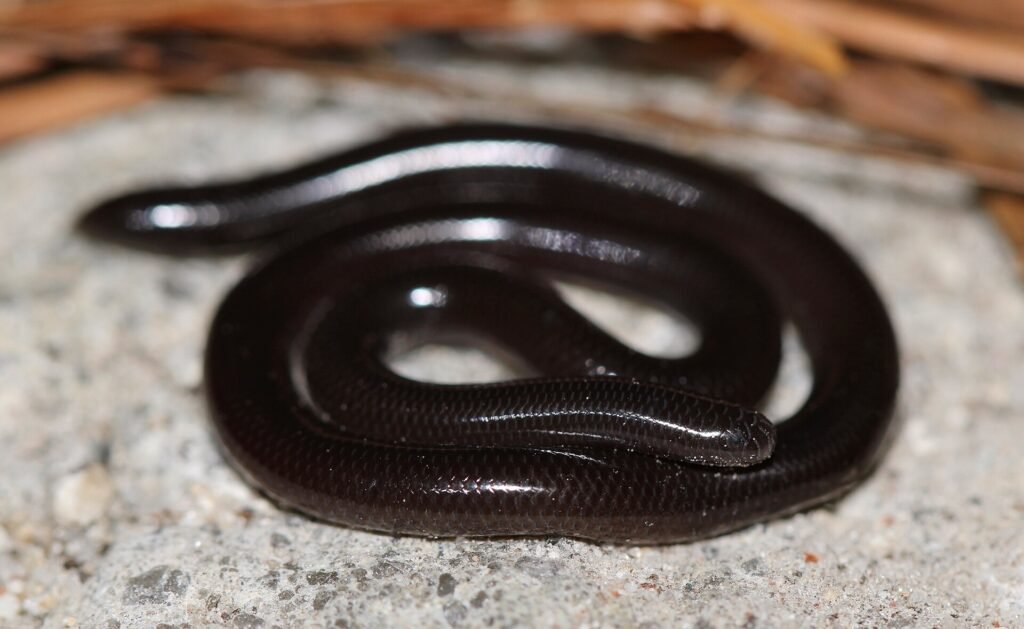 Tiny Brahminy blind snake on a person's finger showing its worm-like size