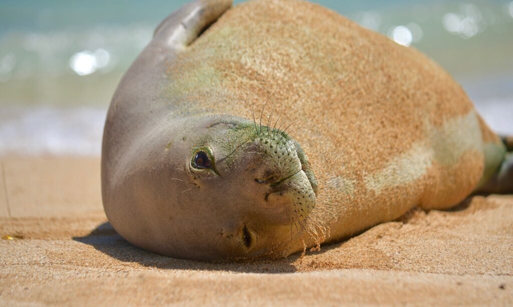 A Hawaiian monk seal resting on the sand at Poipu Beach, Kauai
